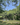 Gruene